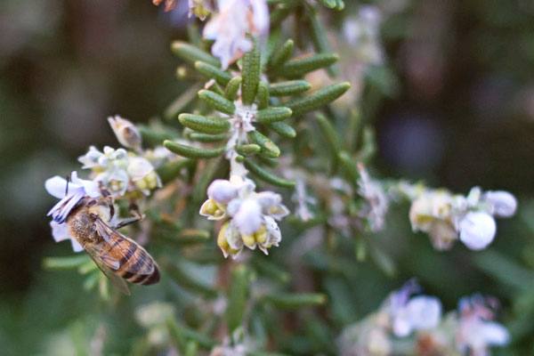 Bee in December