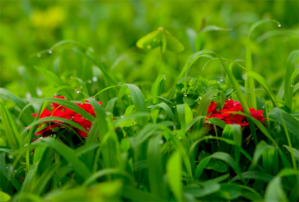 Flower City