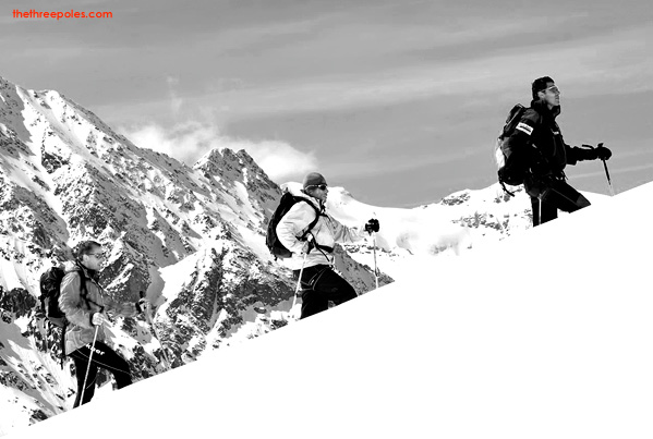 Cedars Spotted on the Glaciers of Switzerland - PDG