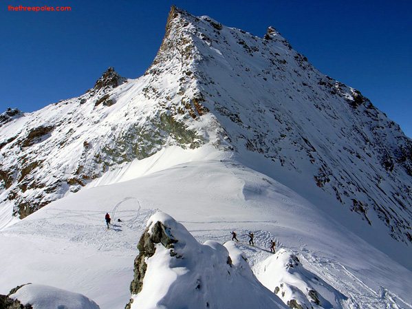 Cedars Spotted on the Glaciers of Switzerland - PDG