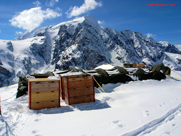Cedars Spotted on the Glaciers of Switzerland - PDG