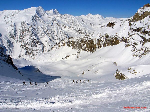 Cedars Spotted on the Glaciers of Switzerland - PDG