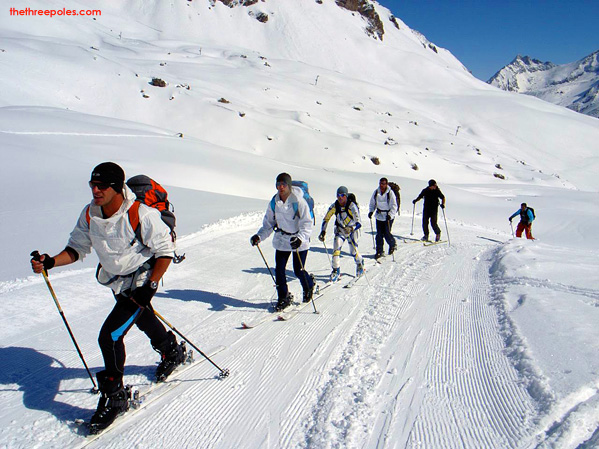 Cedars Spotted on the Glaciers of Switzerland - PDG