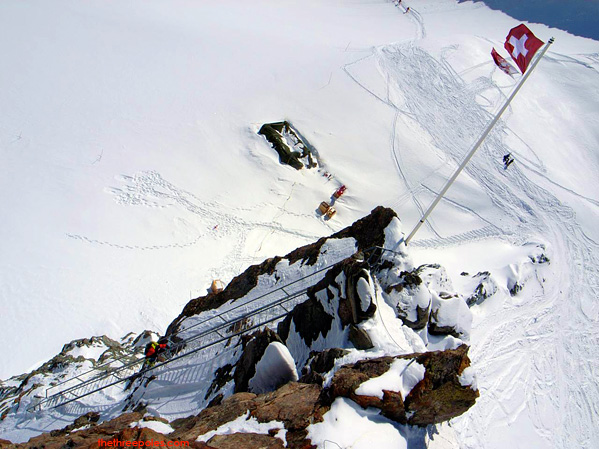 Cedars Spotted on the Glaciers of Switzerland - PDG