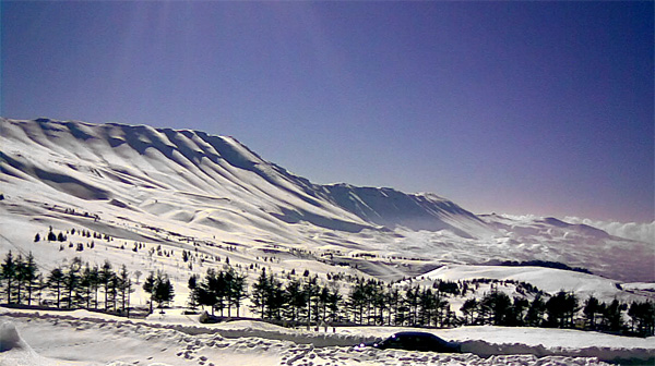 The Cedars of Lebanon - Margaretha Reports