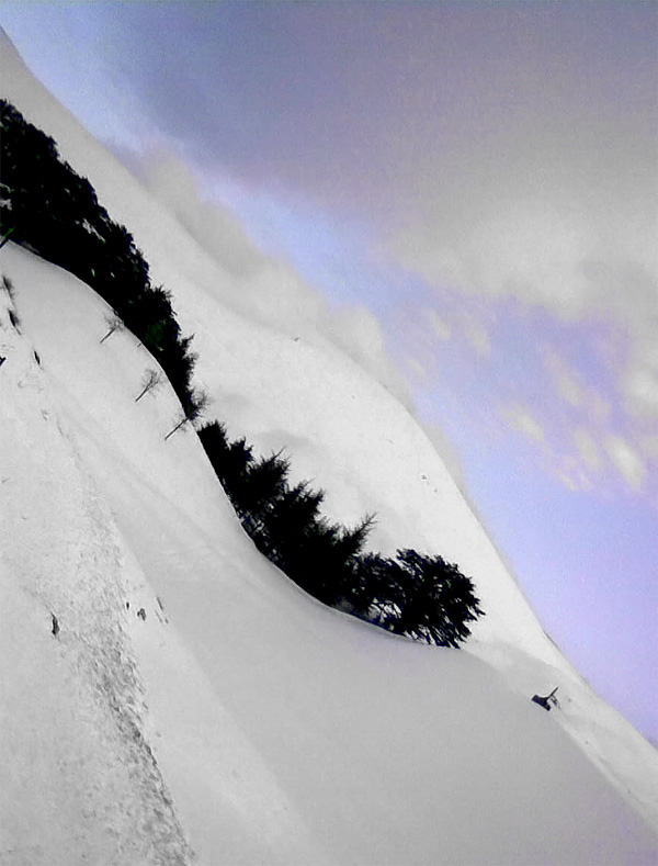 The Cedars of Lebanon - Margaretha Reports