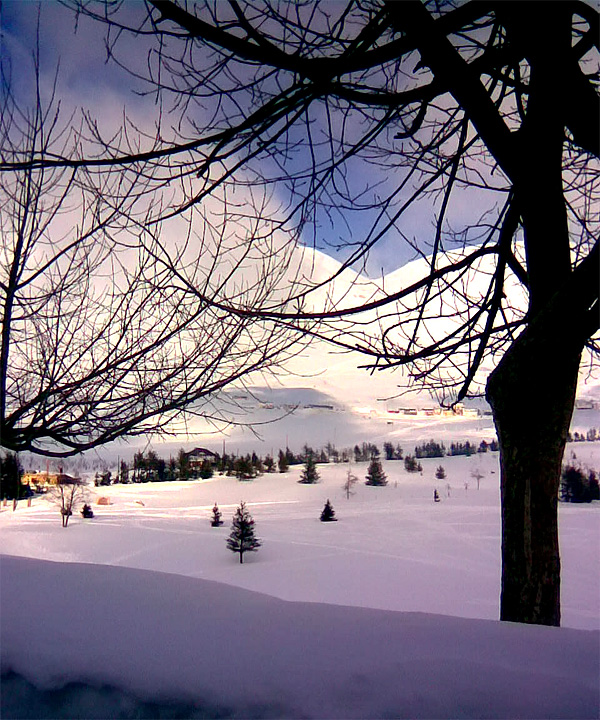The Cedars of Lebanon - Margaretha Reports