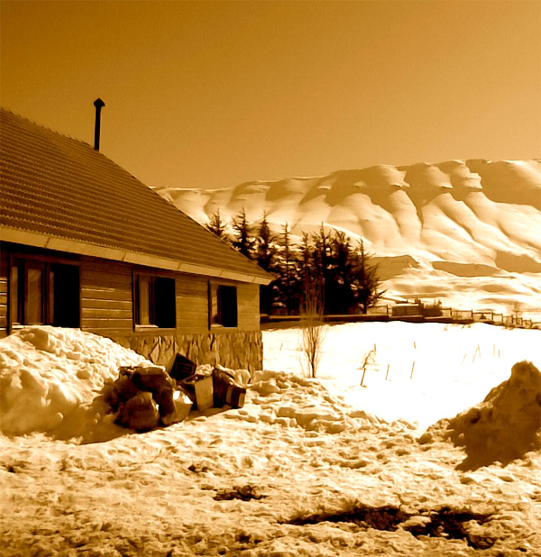 The Cedars of Lebanon - Margaretha Reports