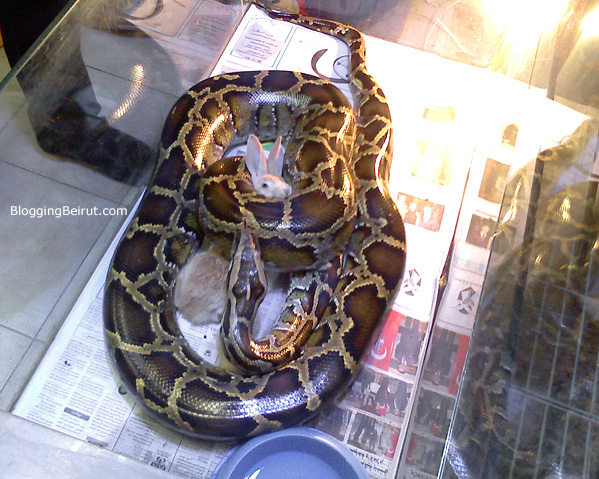 Midnight Snack - Gemmayze Python Feeds on Rabbit