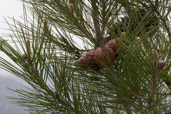 Pine Cones - MechMech - Road Trip - April 2006