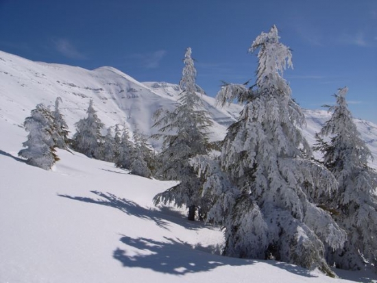 FW: More snow